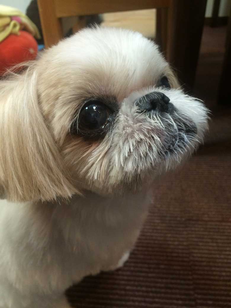 にょほー Eparkペットライフ フォトコンテスト コンテスト 投票システム